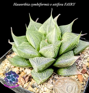 Haworthia cymbiformis v setifera FAIRY Mature succulent Gasteria Aloe family - Picture 1 of 5