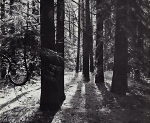 1959 Vintage ANSEL ADAMS Yosemite Valley Cedar Trees Landscape Photo Art 11X14