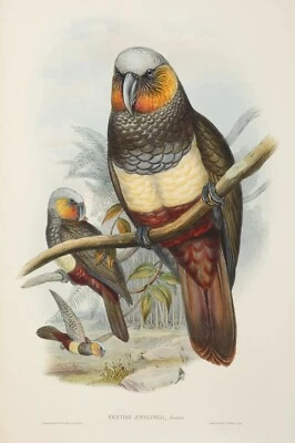 John Gould Birds Framed Print Canvas wall décor Vintage Art painting 30" x 24" - Image 1 of 3