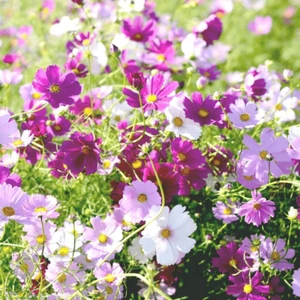 1000 SAMEN Schmuckkörbchen DWARF SENSATION - Cosmos bipinnatus - KOSMEE COSMEA - Imagen 1 de 5