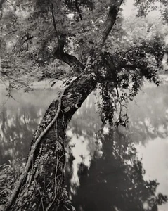 Hanging maple and Virginia creeper, Rams Horn Creek-Thomas Teich - Picture 1 of 3