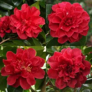 TOM KNUDSEN~~Unique Bloom**Camellia Japonica-Live Starter Plant - Picture 1 of 7