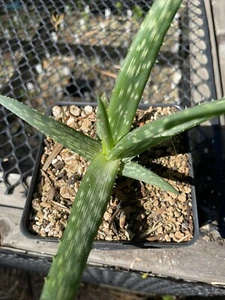Aloe volkensii (Seedling) - Picture 1 of 4