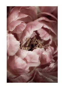 Modern Print Flowers Poster Frame Nature Furniture Wall Art Fleurs Print - Picture 1 of 17