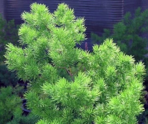 30 Seeds: Asparagus Myriocladus Ming Fern * Floral Design Foliage Houseplant - Picture 1 of 5