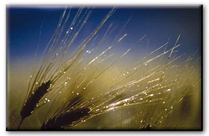 RECHTECKIGER MAGNET SIZILIEN MAGNET MAISFROST TAU - Bild 1 von 1