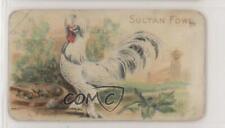1907 Philadelphia Caramel Zoo Chickens E31 Sultan Fowl z6d