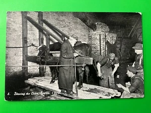 Shoeing the Oxen, Seattle, Washington 1906 Postcard ~ Ezra Meeker, Oregon Trail - Picture 1 of 2
