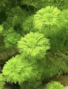 Angebot: 5 Bund Aquarium Pflanze Ambulia Limnophila sessiliflora - Bild 1 von 3