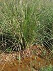 INDIAN KUSH GRASS 15 CT FRESH PICKED BY ORDER DHARBAI KUSHA LEAVES DARBHA PITRI