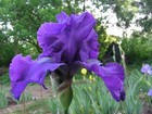 IRIS GERMANICA MATINA BEARDED IRIS BLUE SUMMER PERENNIAL PLANT POTTED 1 LITRE