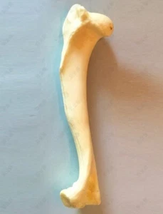 RS Canine HUMERUS Anatomical Model Veterinary Anatomy Dog DISPLAY STURDY - Picture 1 of 2