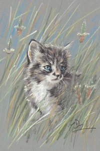 Cat, domestic cat fine art print by Paul Doyle. The Adventurer - Picture 1 of 1