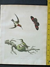 Edwards,Natural History,handc.origin.Engr.Hummingbird nest&Butterfly,1743f #38