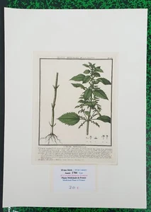  XVIII ème - L'ORTIE MINEURE Superbe Gravure N° 230 par Bulliard de 1784 - Picture 1 of 1