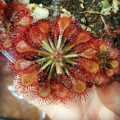 Drosera capillaris Hal Scott, semillas FL, planta carnívora de rocío solar Foto 1 de 2