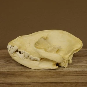 Hyena Skull Spotted Hyena 3D Print Copy Replica Hyena Skull Trophy 62.8.2 - Picture 1 of 10