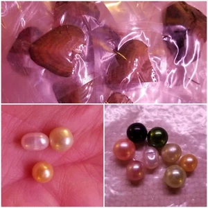 5 ostras envueltas individualmente con perlas ¿hágalo usted mismo perlas Akoya? Lote Pearl Oyster - Imagen 1 de 6