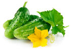 Frische grüne Gurke mit Blatt und Blume natürliches Gemüse Bio-Lebensmittel isol