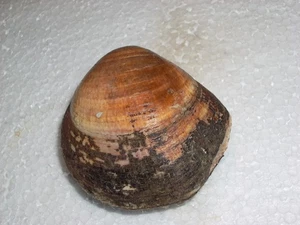 GLYCYMERIS PILOSA MASSIVE FORM, MONSTER - Imagen 1 de 3