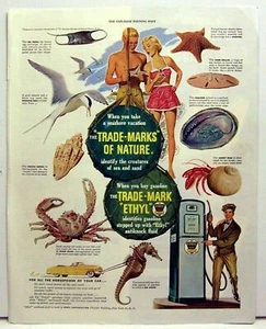 Anuncio de gasolina etílica marcas de la naturaleza finales de 1940 - Imagen 1 de 2