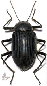 Tenebrionidae No.2, Tanzania, 30mm,A-, ACTUAL SPECIMEN - Picture 1 of 1