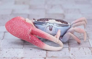 Japan Fiddler Crab animal PVC Action Figure Model with Joints - Picture 1 of 3