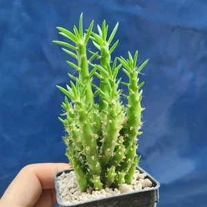 Austrocylindropuntia subulata (PROLIFERA) POT 6 CM On its own root!!! - Imagen 1 de 5
