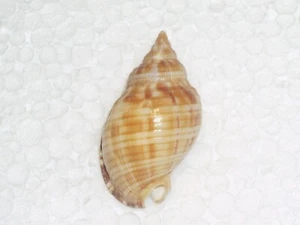 SEMICASSIS UNDULATA EXTRA DWARF, MISSIL FORM - Picture 1 of 2