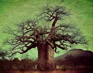 Adansonia digitata, African Baobab Tree, Excellent Bonsai - 10 to 100 - Picture 1 of 15