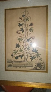 Original Abraham Munting Clematis Passionalis Flore Campanvlato Kupferstich - Bild 1 von 5