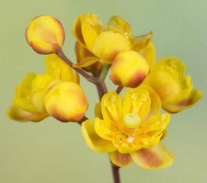 Berberis vulgaris - Common Barberry | European Barberry - Picture 1 of 2