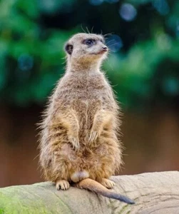 Impresión fotográfica MEERKAT 8X10 - Imagen 1 de 1