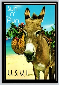Postal Sun n' Fun Burro Nativo EE. UU. Isla Virgen Flor Equus asinus Caribe - Imagen 1 de 2