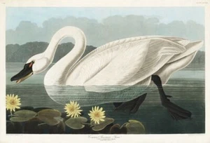 Common American Swan Vintage John James Audubon Bird Wall Art Print Poster  - Picture 1 of 5