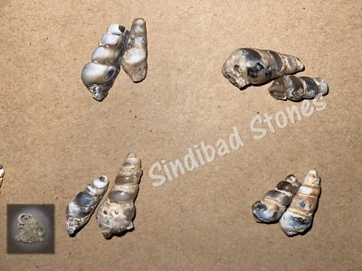 Antiguo irq espiritual swahili, piedra espiral عرق السواحلي روحاني قديم، حجر حلزوني Foto 1 de 4