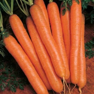 CARROT Every Season 500 seeds HEIRLOOM vegetable garden salad GMO Free - Picture 1 of 5