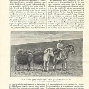 Le poney d'Islande -- Article de presse 1903 - Bild 1 von 3
