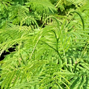Wattle Escaladora 10 Semillas Senegalia Pennata Cha-Om Acacia Pennata de Tailandia - Imagen 1 de 10