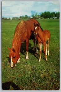 Postcard Horse and Foal Grazing on Grass Alfred Mainzer - Bild 1 von 2