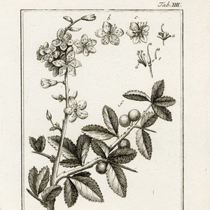 1796 ZORN ICONES PLANTARUM Botanical Engraving, Tab. IIII Prunus Spinoza - Picture 1 of 7