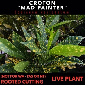 ⭐️OUT OF STOCK⭐️ - Croton "Mad Painter'' Rooted Cutting, Codiaeum variegatum - Picture 1 of 10