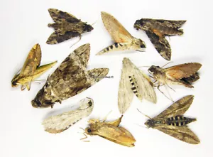 Unmounted Butterfly/SPHINGIDAE MIX 1, Brasil - Imagen 1 de 1