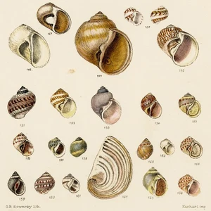 1855 Hand-Colored Shells Print, G.B. Sowerby's THESAURUS CONCHYLIORUM, Pl. IX - Picture 1 of 7