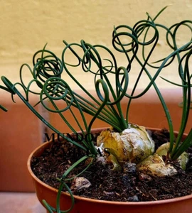 10 Semillas de Albuca spiralis - planta muy curiosa - Picture 1 of 2