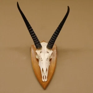 Riedbock Talla Antílope Hl 36 CM Trofeo de Calavera África Trofeo Taxidermy - Imagen 1 de 10