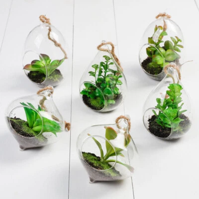 Surtido de 12 terrarios suculentos de imitación de vidrio colgantes Foto 1 de 4