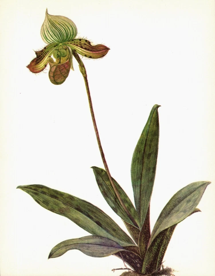 Vintage Orchid Print Wall Art Botanical Flower Print Paphiopedilum V. 6187-112 - Image 1 of 1