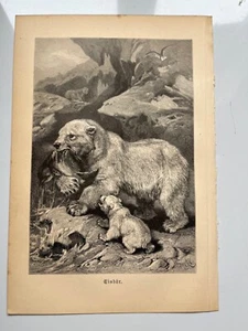 Lithographie ancienne 1893 de l'ours polaire et louveton Eisbär Brehm - Photo 1 sur 3