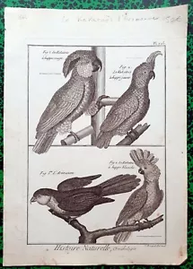 XVIII ème- Rare Gravure Originale de 1784 - Différents Kakatoës & Arimanon Pl225 - Imagen 1 de 1